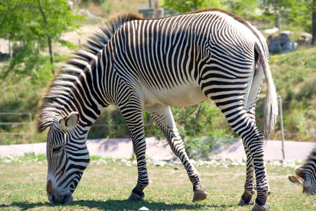 Full frame closeup of black and white striped zebra grazing on grass.の写真素材