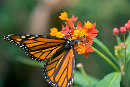 Closeup of a monarch butterfly perched on a red and yellow flower feeding on pollen.の写真素材