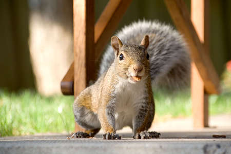 Closeup front-on shot of a gray squirrel with an almond in his mouth.の写真素材
