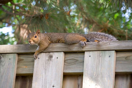 A squirrel lying down with his arm slung casually over the top of a wooden fence.の写真素材