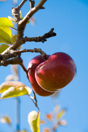 Two apples hanging from an apple tree, shot against a pure blue sky.