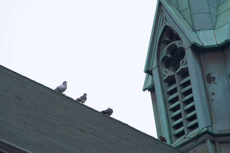 Pigeons strut along the apex of a church roof.の写真素材