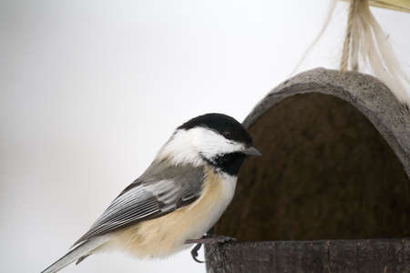 A chickadee lands at a coconut feeder.の写真素材