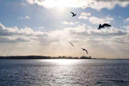 Seagulls fly over Lake Ontario, the sun glinting off the water through the clouds.の写真素材
