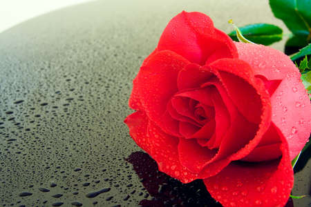 Wet rose with beads of water on a wet, black piano top.の写真素材