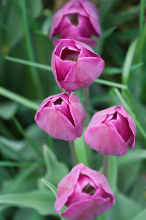 Purple tulips, portrait view, narrow DOF.