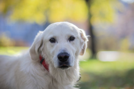 Cute adult golden retriever on a suny day with a nature background.の写真素材