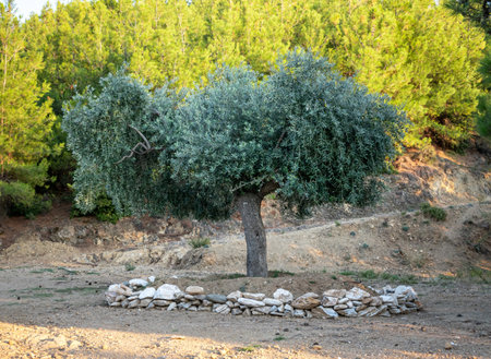 Olive tree in Thasos, Greeceの写真素材