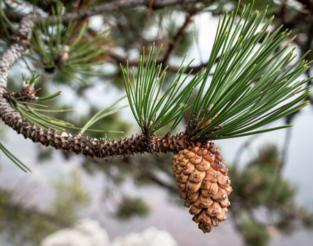Conifer cona, Tara National Parkの写真素材