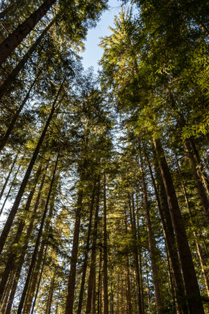 Tara National Park in Serbiaの写真素材