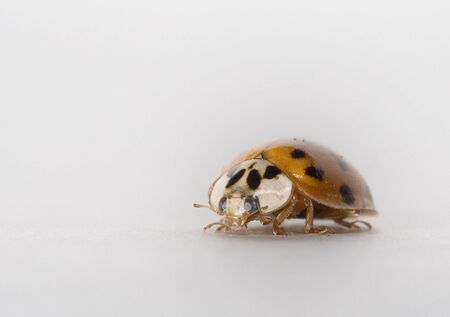 Ladybugの写真素材