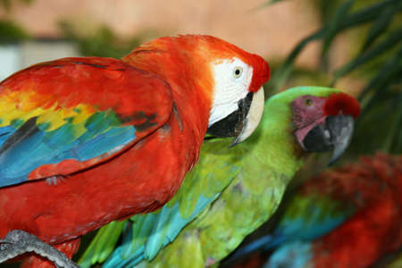 Red and Green Macaws