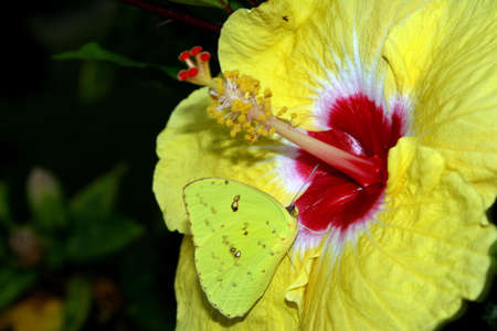 Flower and Butterflyの写真素材