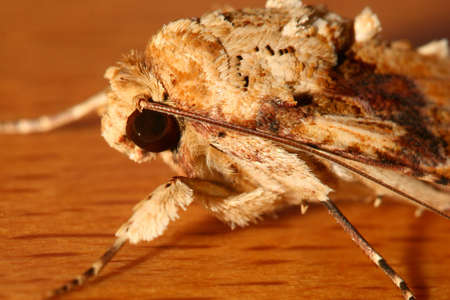 Butterflyの写真素材