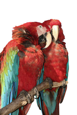 Isolated Macawの写真素材