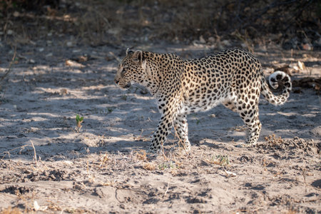 Leopard in Khwai - Botswana