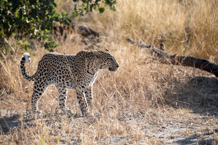Leopard in Khwai - Botswanaの写真素材
