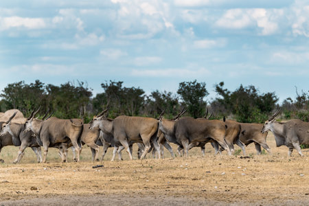 Herd of Antelope in the Okavango Delta - Moremi National Park in Botswana