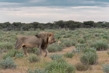 Lion in the Etosha National Park, Namibia.の写真素材