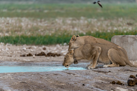 Lioness drinking water from a pool in Okavango Delta, Botswanaの写真素材