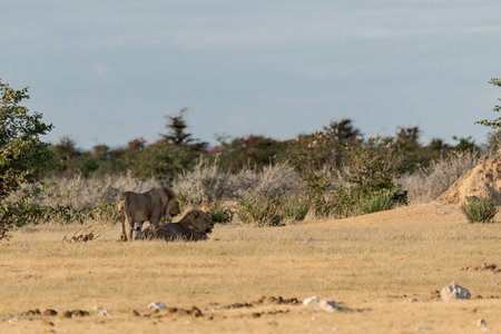 Lion and lioness in Serengeti National Park, Tanzaniaの写真素材