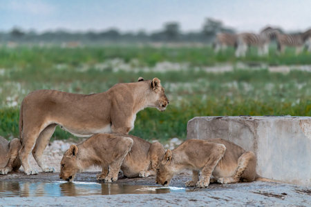 Lion cubs drinking at a waterhole in Etosha National Park, Namibiaの写真素材