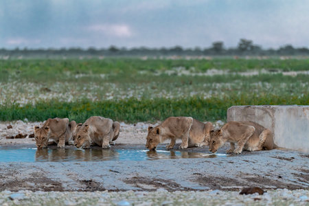 Lioness drinking water in Africaの写真素材