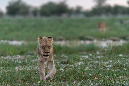 Lion in the Okavango Delta - Moremi National Park in Botswana