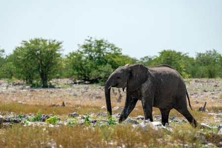 Elephant in Chobe National Park, Botswana, Africa.の写真素材
