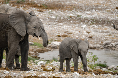 Elephants in Chobe National Park, Botswana, Africa