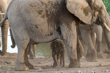 Elephants in Chobe National Park, Botswana, Africa