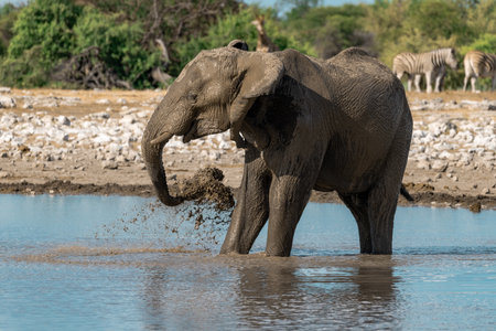 Elephants at a waterhole in Chobe National Park, Botswana, Africaの写真素材