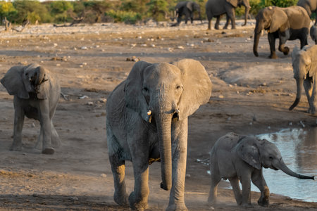 Group of African Elephants -Loxodonta Africana- at a waterhole in Chobe National Park, Botswana, Africaの写真素材