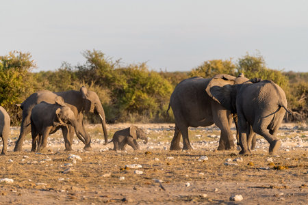 Elephants in Chobe National Park, Botswana, Africaの写真素材