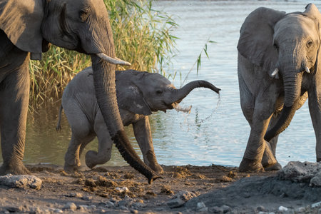 Elephants at a waterhole in Chobe National Park, Botswana, Africaの写真素材