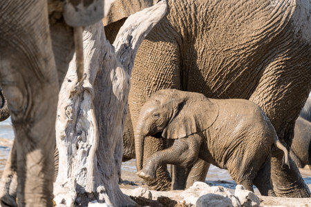 Elephant at a waterhole in Chobe National Park, Botswana, Africa
