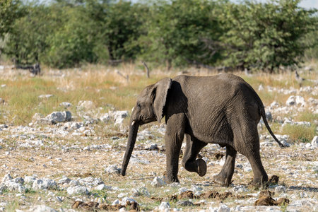 Elephant in Chobe National Park, Botswana, Africa.の写真素材