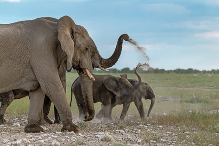 Elephants in Chobe National Park, Botswana, Africa
