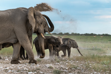 Elephants in Chobe National Park, Botswana, Africaの写真素材