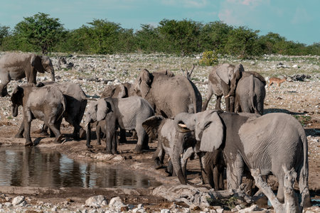 Elephants at a waterhole in Chobe National Park, Botswana, Africaの写真素材