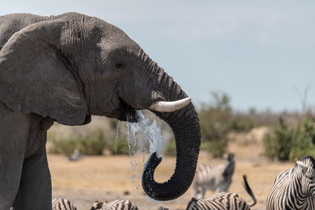 African elephant drinking water in Chobe National Park, Botswana, Africaの写真素材