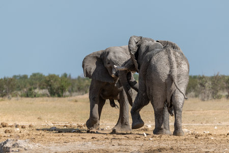 Elephants in Chobe National Park, Botswana, Africa