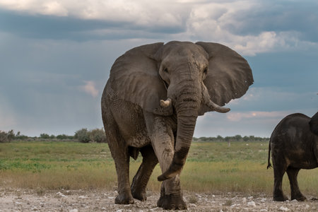 Elephant in the Okavango Delta - Moremi National Park in Botswanaの写真素材
