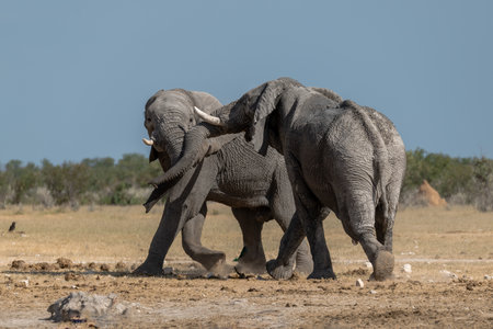 Elephants in the Etosha National Park, Namibiaの写真素材