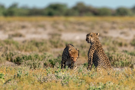Cheetah and cub in the grass, Maasai Mara National Park, Kenya, Africaの写真素材