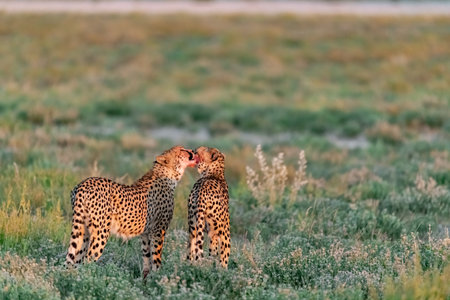 Cheetah (Acinonyx jubatus) mother and cub in the grass, Namibia