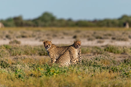 Cheetah in the Etosha National Park, Namibiaの写真素材