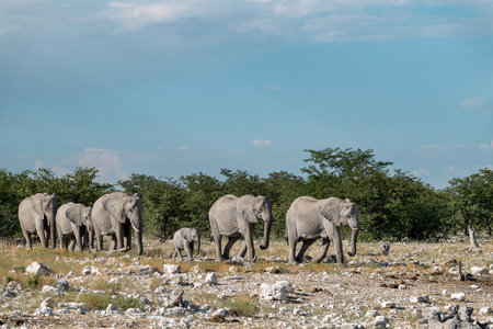 Elephants in Chobe National Park, Botswana, Africaの写真素材