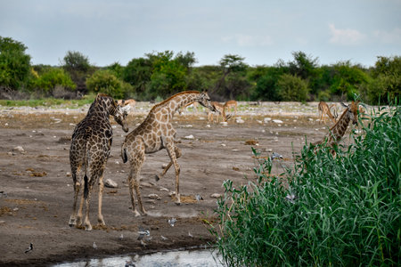 Two Giraffes in Etosha National Park, Namibiaの写真素材