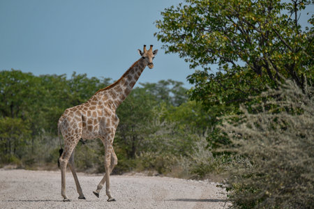 Giraffes in Kruger National Park, South Africa; Species Giraffa camelopardalis family of Giraffidaeの写真素材